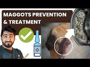 Maggots Wound Treatment || Tips Maggots Prevention || Animalia Dot Pk