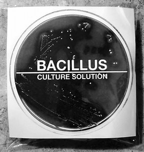 Bacillus - Culture Solution