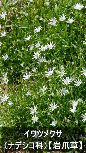 イワツメクサ （ナデシコ科） 【岩爪草】 #山野草 #夏の野草 #高山植物 #山の花 #岩爪草 #植物図鑑 #山川草木図譜