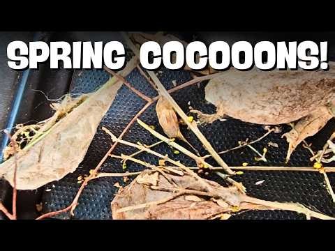 How to Find Moth Cocoons FAST With This Simple Technique | Cocoon Hunting Tips