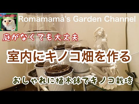 【きのこ栽培】インテリア感覚でキノコ畑を作ってみた ＃椎茸 #なめこ
