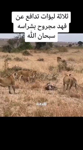 Lions in Their Natural Habitat: Savanna Interactions