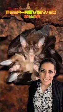 These #bats hug! The spectral bat, family bats, carnivorous bats, and professional cuddlers.