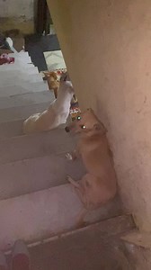 48 reactions · 38 shares | These children need coat's and ration also please come help the children with us thank you. #animals #winterdog #helpinganimals #DogLoversGift #animalloverforever #doglover #helpingothers #paraylizedsociety #Ashiyana #love #angel #helpdogs #coats #helpfood #foodlover | Ashiyana Animal Rescue | Facebook