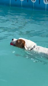 Little Alf burps in his own time thank you very much 😆🐾💕💦🇬🇧 | Canine Dip and Dive Maldon