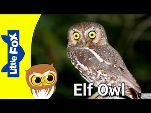 Meet The Animals 113 : Elf Owl