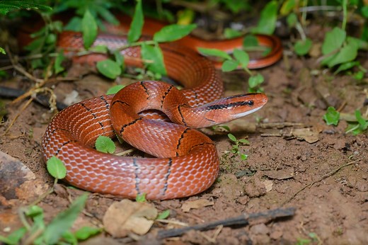 Bamboo Rat Snake Care Sheet | Reptiles' Cove