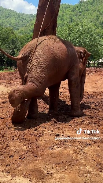 Baby Pyimai’s playful charm never fails to bring a smile. Every time she plays with her favorite toy, her adorable signature moves light up the day! 🛟🐘💛