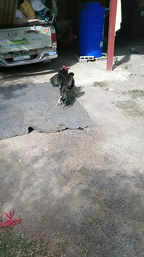 Intense Rooster Fight: Black vs. Colorful Feathers