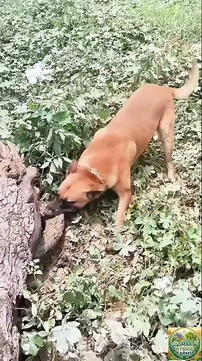 Farm Dog on the Hunt & Building New Farm Infrastructure! 🐶🚜 #farming #satisfying #farmlife #viral