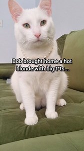 The cheat day that nearly k!lled Bob 😂 | Moomoo Cat