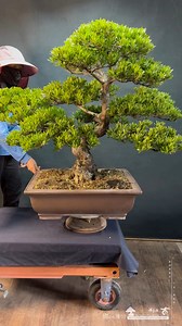 老欉原株羅漢松整理maintenance-pruning for podocarpus. #Podocarpus #羅漢松 | 台灣滿峰園．盆栽網誌團(Bonsai.Taiwan)