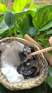 Downy Woodpecker Chicks Admitted After Tree Falls in Storm! ( sound on for description) The Downy Woodpecker chicks admitted from Wisconsin Rapids on June, 1, 2022 are doing well. A tree that held their nest cavity, came down in a windstorm. The chicks were very tiny when admitted at one and two days old respectively. They have been at REGI for ten days now. Their eyes are open and they are starting to get feathers! They are FINALLY past the point of needing to be fed every 15-20 minutes! Today,