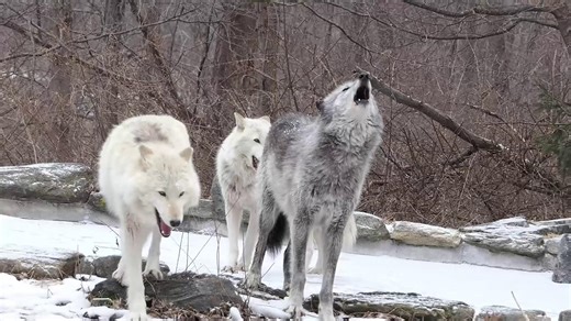 On World Wildlife Day, we celebrate wildlife, and recommit to defending it. From education to advocacy to recovery programs. Join us in giving wolves and other imperiled species a fighting chance.🐺🌎 Learn more about ways you can help: https://nywolf.org/save-the-wolves/ | Wolf Conservation Center