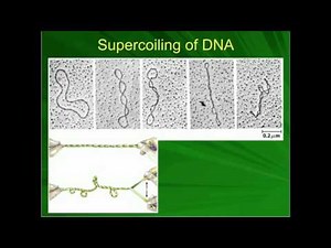 Introduction to DNA Supercoiling