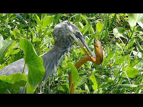 Incredible Birds Fishing - Herons, Egret, and Anhingas