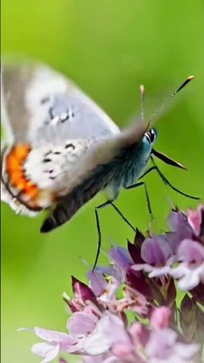Rare Blue Butterfly Lands on Pink Flower