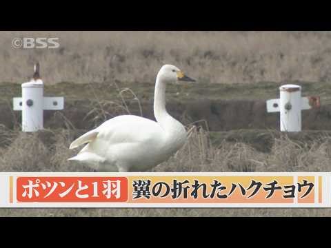 A lone Bewick's swan stands alone in a rice field, its wing injured and unable to migrate north.....