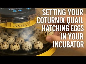 Setting Your Coturnix Quail Hatching Eggs In Your Incubator