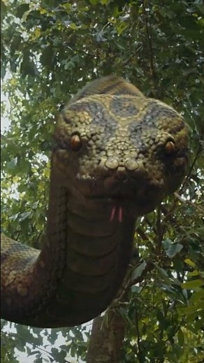 Shh… The Giant Python Is Right Above You! 🐍🔥#movie #film #movieclips #horror #snake