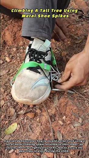 Climbing A Tall Tree Using Metal Shoe Spikes