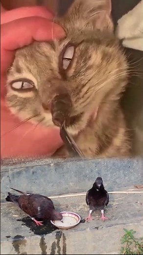 Botfly Maggot Removal From Cow | Satisfying Veterinary Treatment