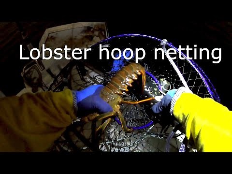 Lobster hoop netting long beach california