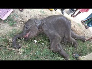 Baby Elephant Found Unconscious Near Forest |Compassionate Caretakers Replace His Missing Mother