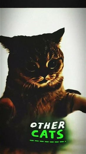 POWER OFF ISLAMIC CAT