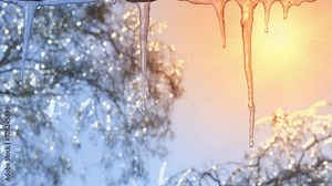 Dripping icicles against background of bright spring sun and still frozen trees.