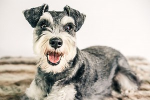Miniature Schnauzer Breed Guide - All About Miniature Schnauzer Temperament, Personality, and How to Choose a Responsible Mini Schnauzer Puppy Breeder - Find an Ethical Schnauzer Dog Breeder Today - Responsible Pet Breeders Australia