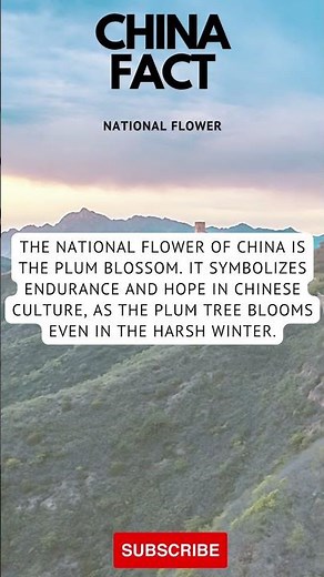 The Plum Blossom: China's Symbol of Resilience and Hope