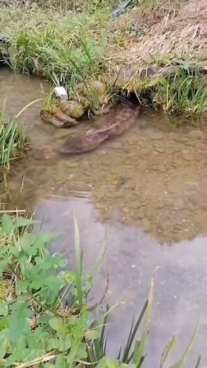 61M views · 314K reactions | A Giant Salamander! #hellbender #salamander #giantsalamander #aquaticanimals | Ed The Pond Professor | Facebook
