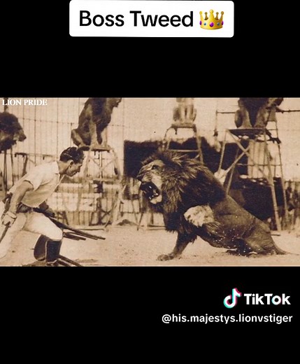 Boss Tweed The Lion KILLS 3 bengal Tigers One of the most famous stories coming out of Rochester New York. #clashoftitans #Africanlion #tigerfans #SiberianTiger #bengaltiger #kingofbeasts #supercats