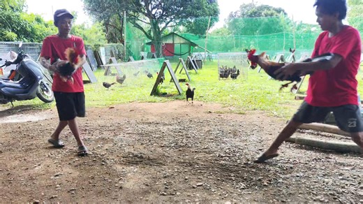 1.1K views | Jmv Gamefowls Breeders II on Reels | Facebook