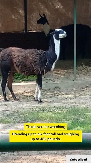Meet the Llama | Facts About This Friendly Animal #shorts #animals