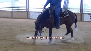 Going 🔙 to the basics today! I'm showing you how you can achieve collection and softness with any horse with the right amount of pressure, patience and time! If you want access to the full version of this video, plus hundreds of other training videos like it, check out The Gold Medal Formula. Get started with your 7-Day free trial today! 〽️〽️ https://mattmillsreining.com/join-today/ | Matt Mills Reining