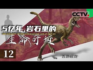 《5亿年 岩石里的生命奇迹》12 暴龙类的起源可以追溯至侏罗纪晚期 那时的暴龙 个头竟然跟人类差不多大——华丽羽王龙【CCTV纪录】