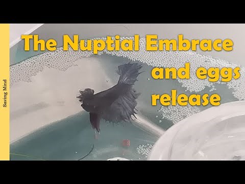 How to: breed betta fish - The Nuptial Embrace and eggs release
