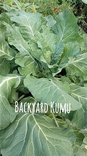 PNG's Unique Cabbage Variety #shorts #garden #cabbages #png #fyp