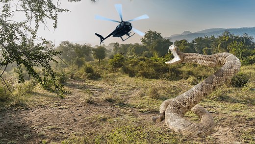 Congo Snake: The Legend Of A 15-Meter Reptile, Cryptozoology's Most Ludicrous Tale