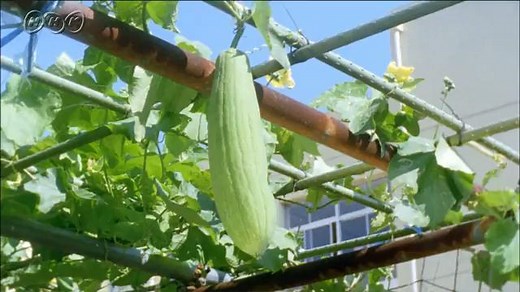 ヘチマの一年 | NHK for School