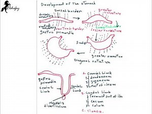 Development Of Digestive System