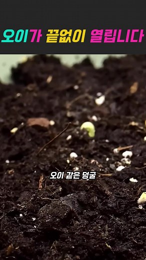 효율적인 덩굴 오이 키우기 방법