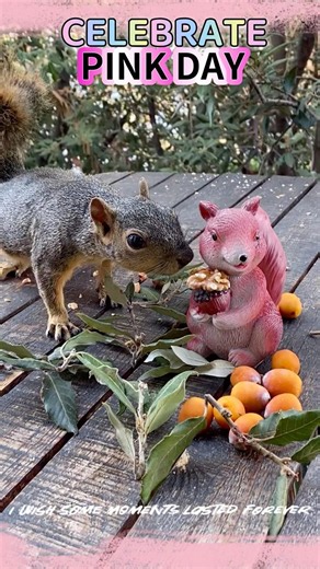 Squirrel Celebrates Pink Day | #wildlife #nature #animals #squirrel #pink #breastcancer #antibully