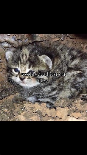 The World's Deadliest Cat: The Black-footed Cat