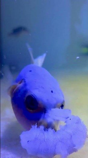 Yellow Belly Dogface Pufferfish