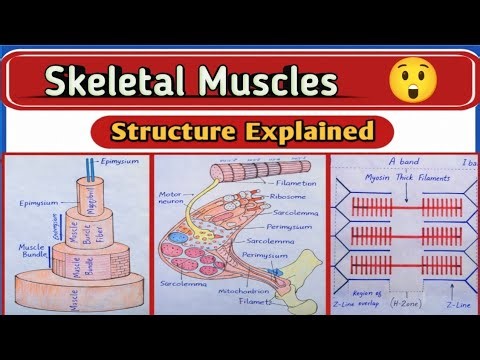 Skeletal Muscle Structure Explained in (Hindi/Urdu) | Class 10 & 12 Biology | NEET & MDCAT