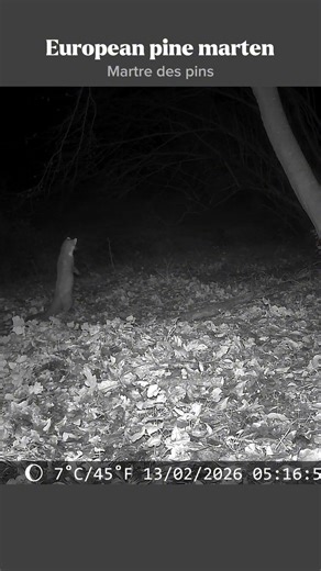 What Did This Pine Marten See? 👀🌲