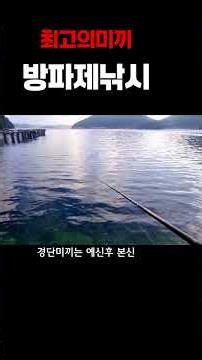 67초만에반응하는방파제감성돔최고의미끼 #바다낚시 #방파제낚시#감성돔낚시